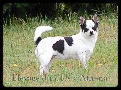 First lady du clos d'athena