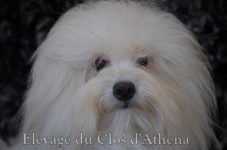 Ferrari du clos d'athena